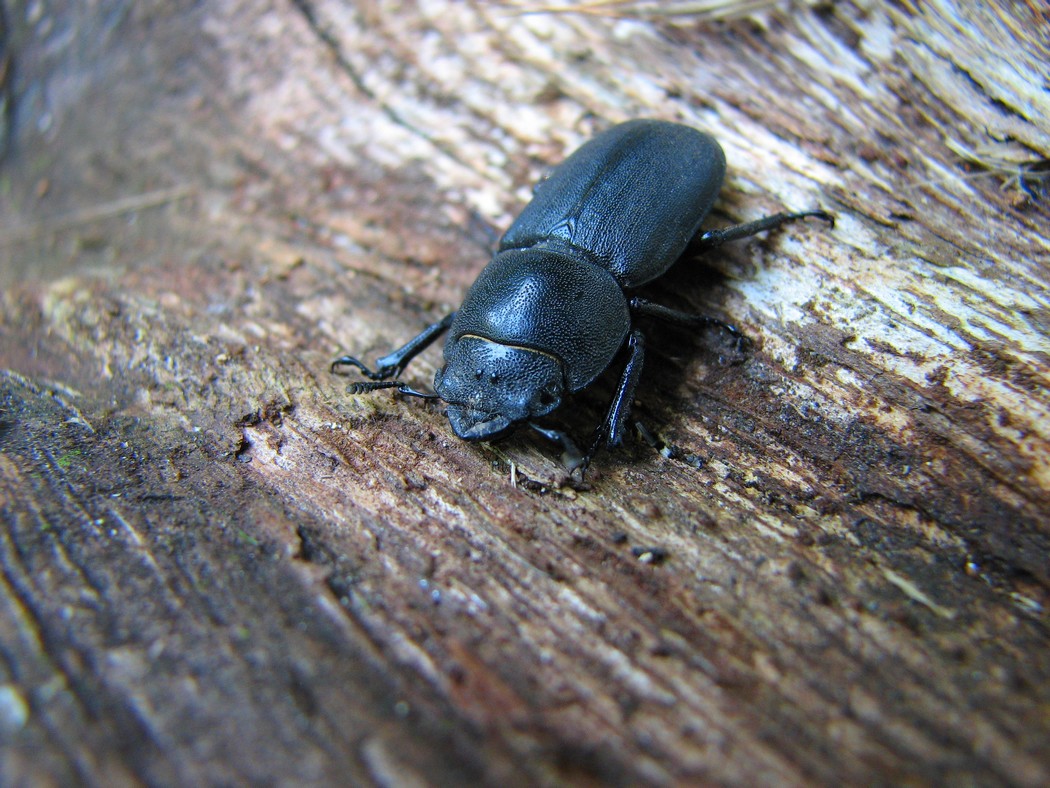 Svariati coleotteri da identificare